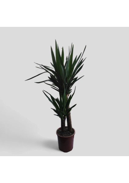 Yuka Bitkisi Yucca Massengena 2 Gövdeli Ev Ofis Salon Bitkisi 110-120 cm