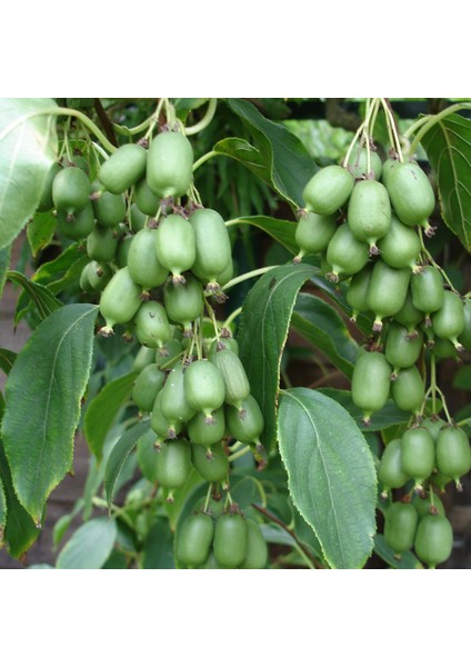 Kivi Fidanı SALKIM KİVİ Actinidia arguta İssai