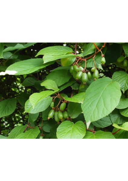 Kivi Fidanı SALKIM KİVİ Actinidia arguta İssai
