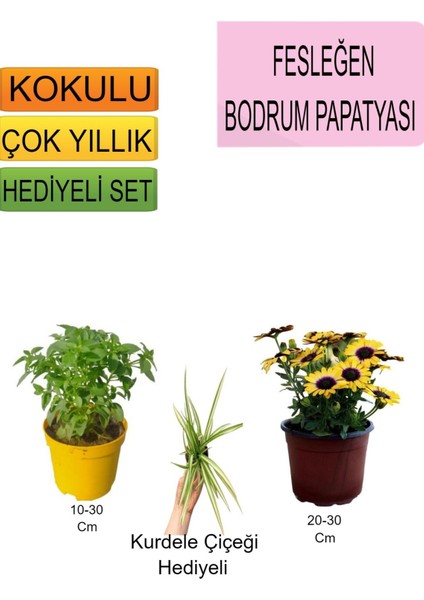 Sarı Bodrum Papatyası+Hediyelik Kurdele Çiçeği