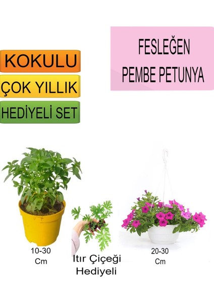 3'lü Set Fesleğen+ Askılı Saksılı Petunya+ Hediyelik Itır Çiçeği