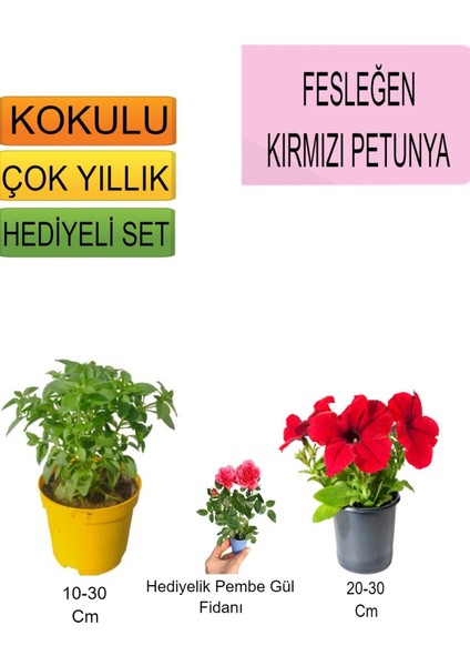 3'lü Set Fesleğen+Kırmızı Petunya+ Hediyelik Pembe Gül Fidanı