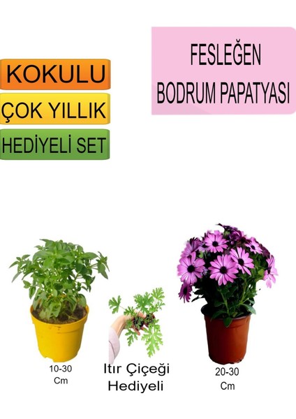3'lü Set Fesleğen+Pembe Bodrum Papatyası+Hediyelik Itır Çiçeği