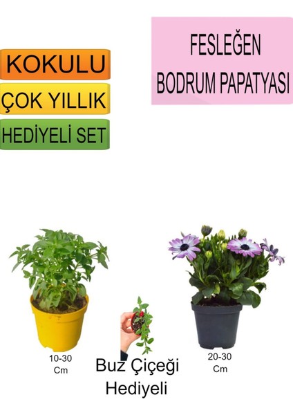 3'lü Set Fesleğen+Mor Bodrum Papatyası+Hediyelik Buz Çiçeği