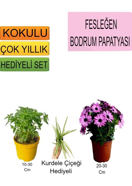 3'lü Set Fesleğen+Pembe Bodrum Papatyası+Hediyelik Kurdele Çiçeği