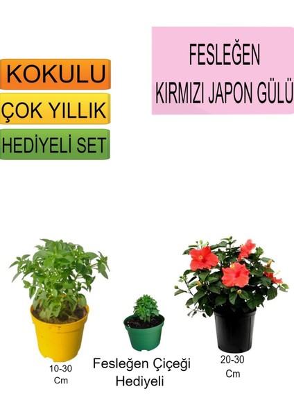3'lü Set Fesleğen+Kırmızı Japon Gülü+ Hediyelik Fesleğen Çiçeği