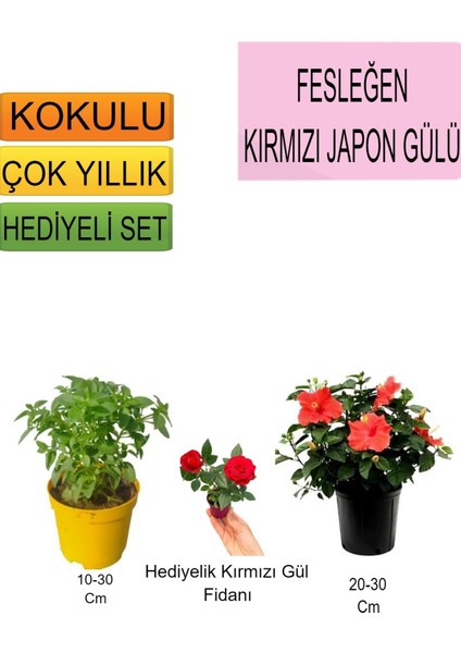 3'lü Set Fesleğen+Kırmızı Japon Gülü+ Hediyelik Kırmızı Gül Fidanı