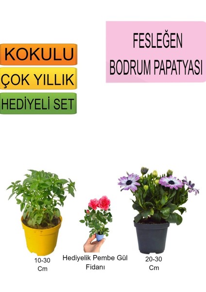 3'lü Set Fesleğen+Mor Bodrum Papatyası+Hediyelik Pembe Gül Fidanı