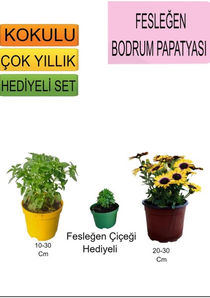 3'lü Set Fesleğen+Sarı Bodrum Papatyası+Hediyelik Fesleğen Çiçeği