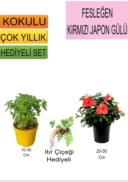3'lü Set Fesleğen+Kırmızı Japon Gülü+ Hediyelik Itır Çiçeği
