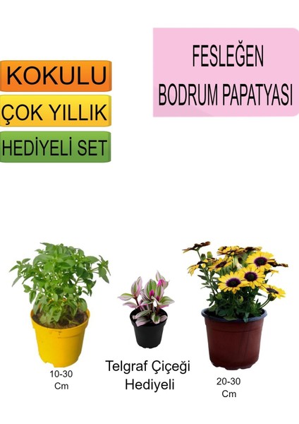 Sarı Bodrum Papatyası+Hediyelik Telgraf Çiçeği