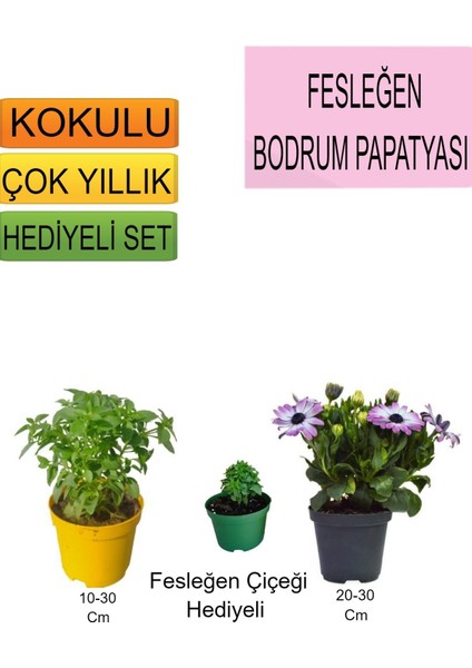 3'lü Set Fesleğen+Mor Bodrum Papatyası+Hediyelik Fesleğen Çiçeği