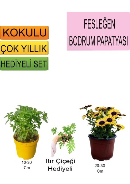 Sarı Bodrum Papatyası+Hediyelik Itır Çiçeği