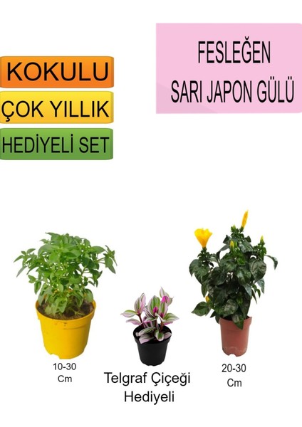 3'lü Set Fesleğen+ Sarı Japon Gülü+Hediyelik Telgraf Çiçeği