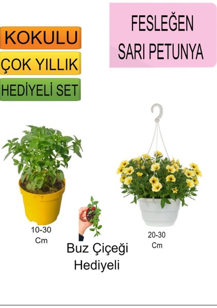 3'lü Set Fesleğen+Askılı Saksılı Sarı Petunya+Hediyelik Buz Çiçeği