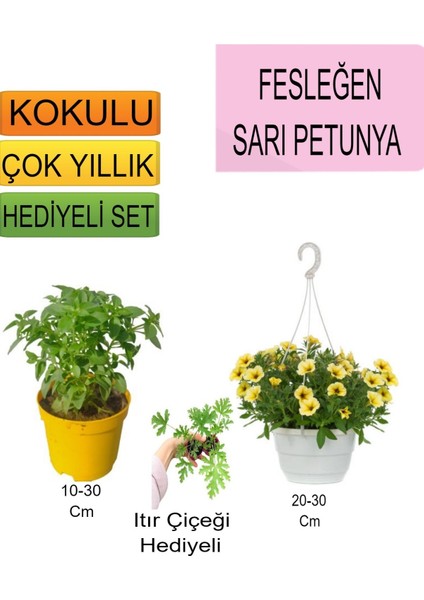 3'lü Set Fesleğen+Askılı Saksılı Sarı Petunya+Hediyelik Itır Çiçeği