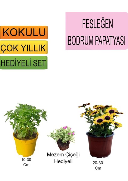Sarı Bodrum Papatyası+Hediyelik Mezem Çiçeği