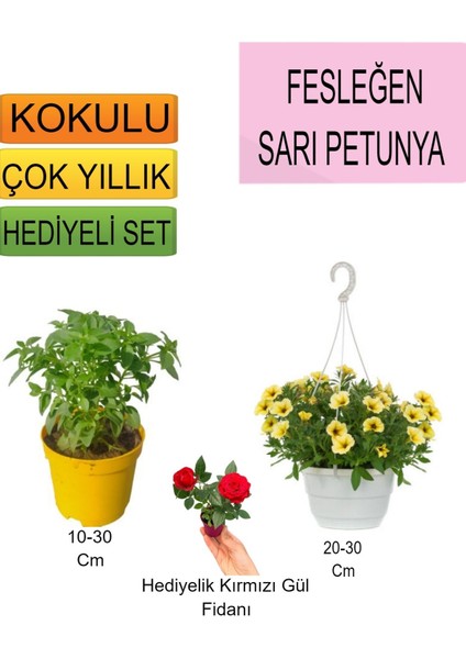 3'lü Set Fesleğen+Askılı Saksılı Sarı Petunya+Hediyelik Kırmızı Gül Fidanı
