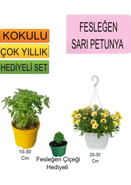 3'lü Set Fesleğen+Askılı Saksılı Sarı Petunya+Hediyelik Fesleğen Çiçeği