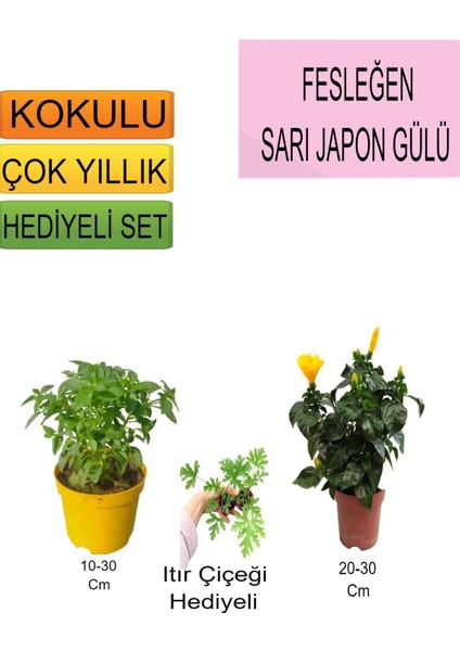 3'lü Set Fesleğen+ Sarı Japon Gülü+Hediyelik Itır Çiçeği
