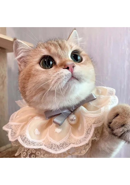 Siyah Stil Xs Beden Pet Kedi Önlüğü Moda Ayarlanabilir Kediler Kolye Eşarp Sevimli Stil Yavru Yaka Dantel Çiçek Küçük Orta Köpek Yavru Için Çan ile (Yurt Dışından)