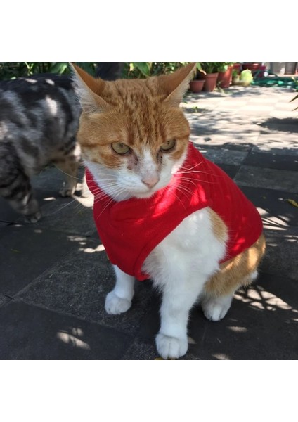 Mor Tarzı M Beden Katı Polar Kedi Giysileri Kış x Küçük Orta Kediler Için Kedi Yelek Koşum Yorkie Chihuahua Yavru Köpek Kazak Ceket (Yurt Dışından)