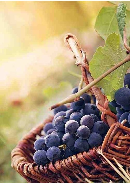 2 Adet Lezzetli ve Güzel Üzümler Için Kalecik Karası Asma Fidanı 2 yaş Tüplü modelleri