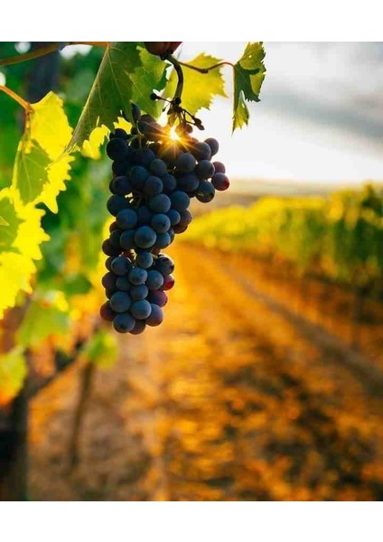 2 Yaş Organik Kalecik Karası Asma Üzüm Fidanı - Bahçenize Doğallık Katın 1 Adet