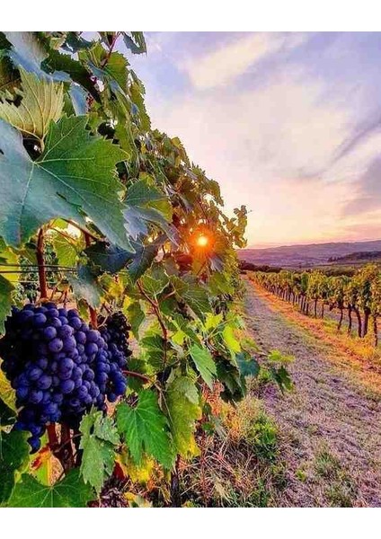 2 Yaş Organik Kalecik Karası Asma Üzüm Fidanı - Bahçenize Doğallık Katın 1 Adet fiyatları