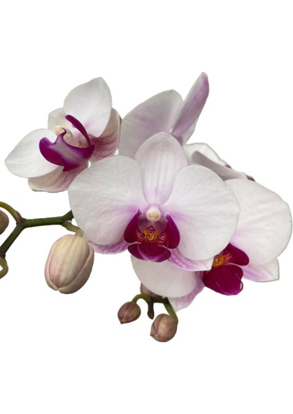 - Phalaenopsis 'Gibraltar' (Beyaz Orkide)