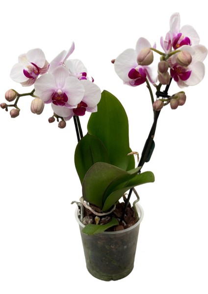 - Phalaenopsis 'Gibraltar' (Beyaz Orkide) fiyatları