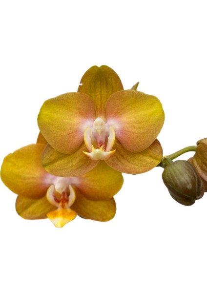 - Phalaenopsis 'Las Vegas' (Sarı Orkide)