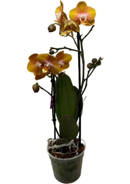 - Phalaenopsis 'Las Vegas' (Sarı Orkide)