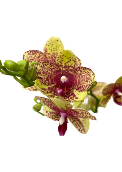 - Phalaenopsis 'Wild Geel' (Sarı Orkide)