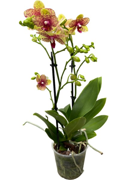 - Phalaenopsis 'Wild Geel' (Sarı Orkide) fiyatları