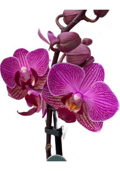 - Phalaenopsis 'Vienna' (Fuşya Orkide)
