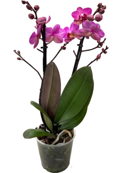 - Phalaenopsis 'Vienna' (Fuşya Orkide) fiyatları