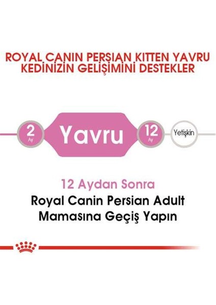 Kitten Persian 32 Yavru İran Irk Maması 2 Kg