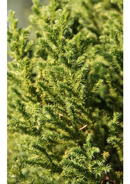 Cryptomeria Japonica Japon Kadife Çamı Fidanı 40/60 cm