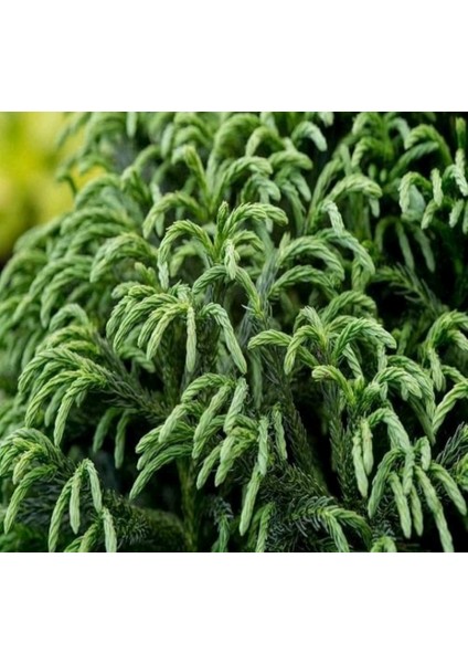 Cryptomeria Japonica Japon Kadife Çamı Fidanı 40/60 cm fiyatları