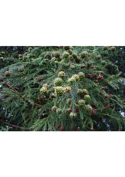Cryptomeria Japonica Japon Kadife Çamı Fidanı 40/60 cm modelleri