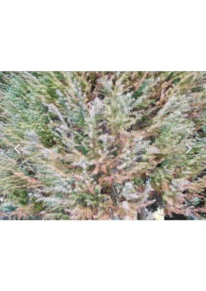 Cryptomeria Japonica Japon Kadife Çamı Fidanı 40/60 cm fırsatları