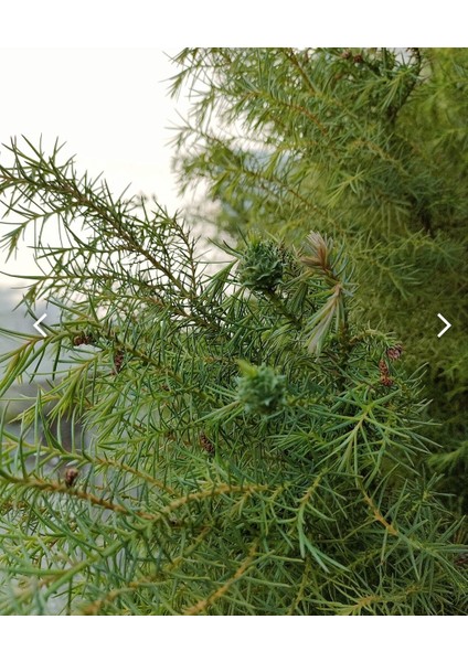Cryptomeria Japonica Japon Kadife Çamı Fidanı 40/60 cm indirimleri