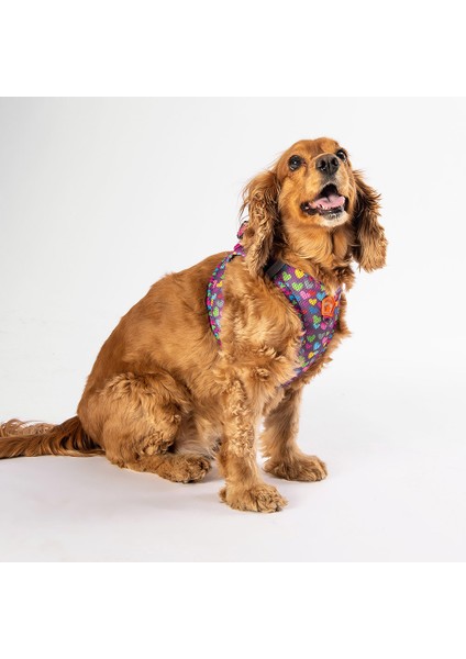 Mosaıc Aırmesh Kedi Köpek Göğüs Tasması fiyatları