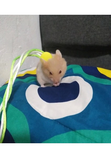 Suriye Hamster Gezdirme Tasması