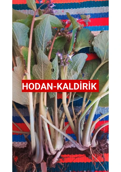 1 Kilo Hodan-Kaldirik-Ispıt Otu Açık Kök