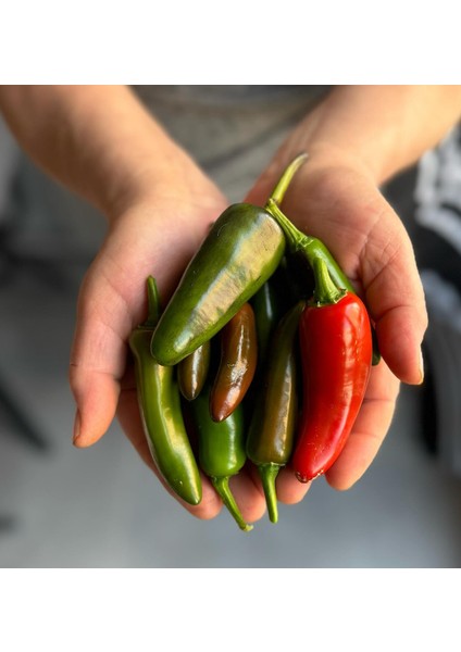 Farmer's Market Jalapeño - 10 Adet Tohum