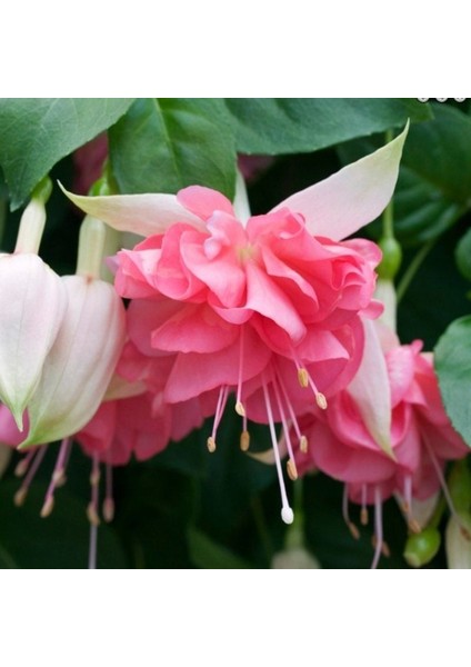 Koleksiyonluk Nadir Peachy Xxl Iri Çiçekli Küpe Çiçeği Fidesi (1 Adet)