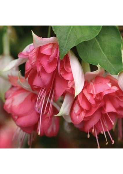 Koleksiyonluk Nadir Peachy Xxl Iri Çiçekli Küpe Çiçeği Fidesi (1 Adet) modelleri