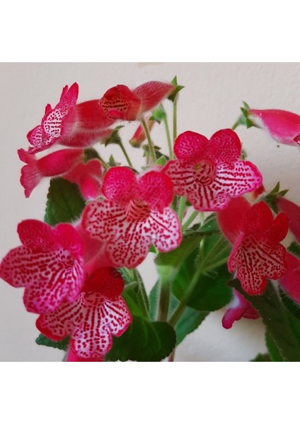 Koleksiyonluk Manchu Kohleria Japon Küpelisi Çiçeği Fidesi (Mini Saksıda)